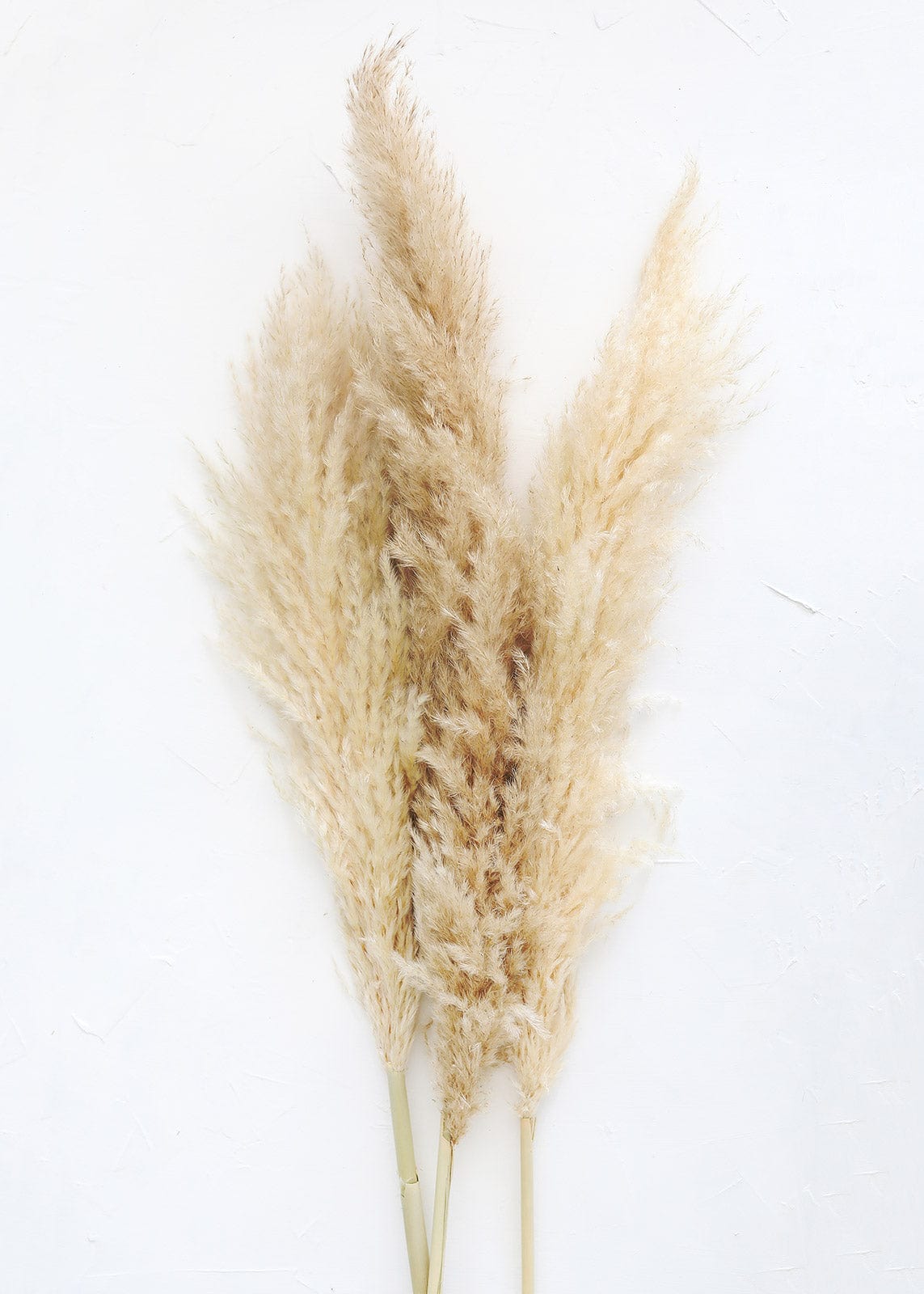 Pampas grass