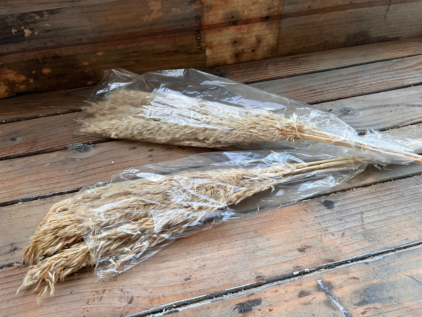 Pampas grass