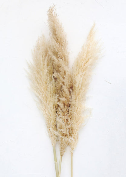 Pampas grass
