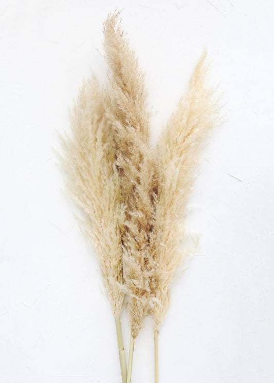 Pampas grass