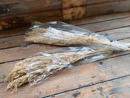 Pampas grass